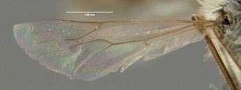 Media type: image;   Entomology 609527 Aspect: hind wing